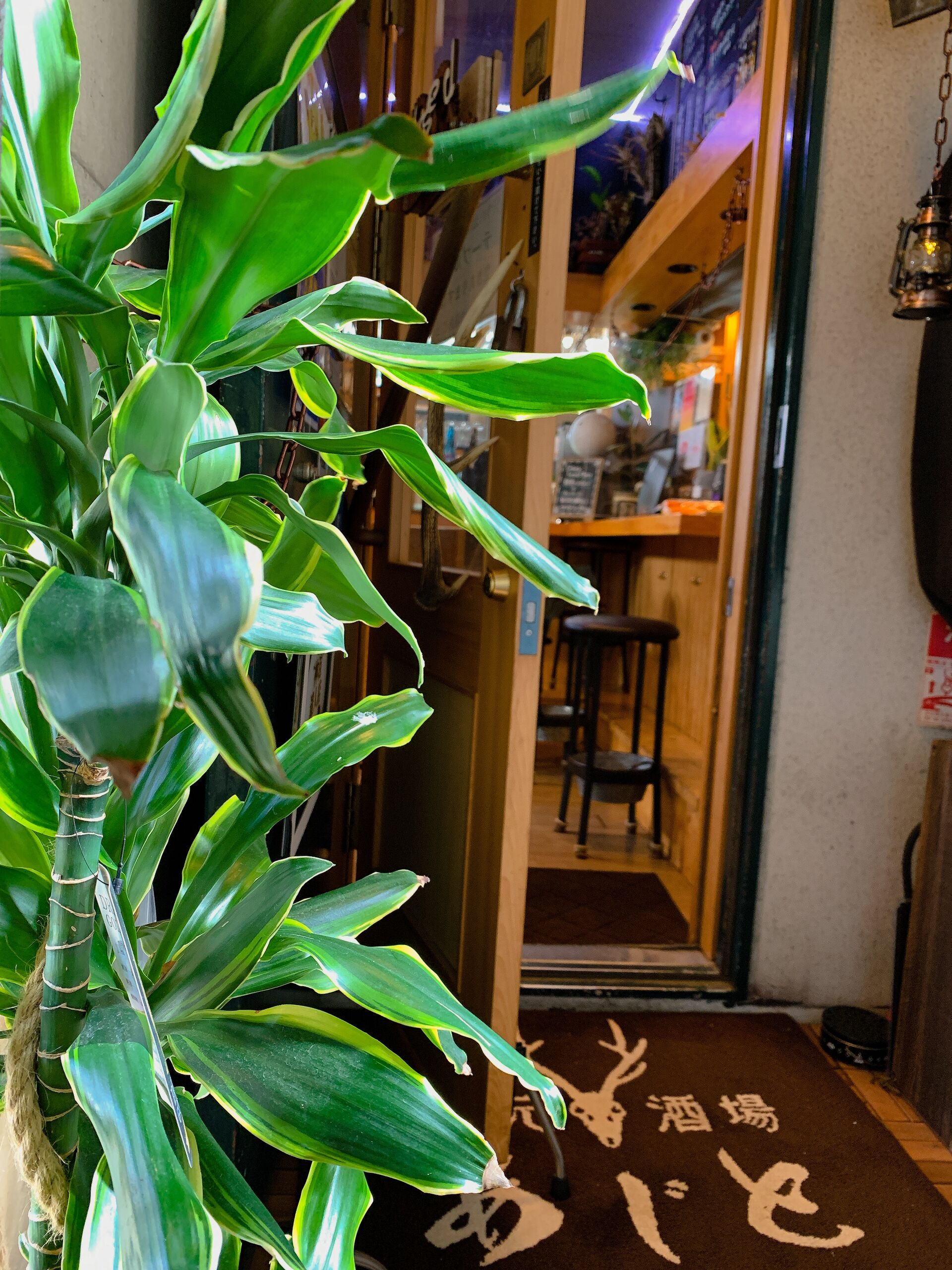 店内入口　緑